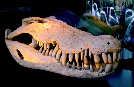 Le vieux monde des larmes de crocodiles. Le vieux monde des larmes de crocodiles.