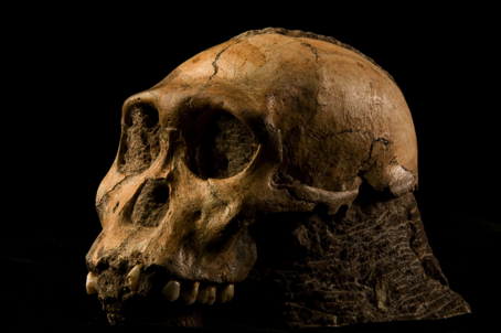 Le crâne fossile découvert en Afrique du Sud.