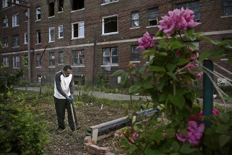 Community gardens sproud more and more in the city to oppose the blight and decay and to postively affect the people ... Community gardens sproud more and more in the city to oppose the blight and decay and to postively affect the people ...