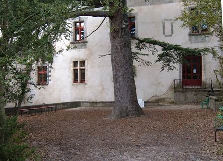 Grand cèdre à palabres