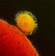 Le virus