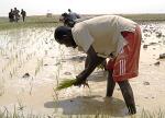 Riz-Mali:USAID_2.jpg