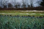agriculturebio.png