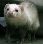 Mustela putorius furo
