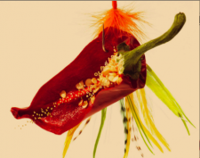 pimiento.png
