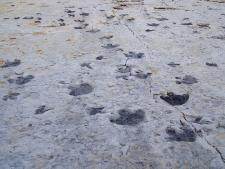 Traces de pas de dinosaures