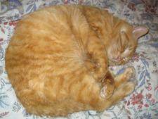 Le chat orange sur sa couverture