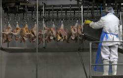 Abattoir au Brésil