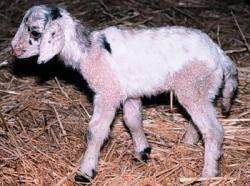 Chimère chèvre/mouton, obtenue en laboratoire par la fusion de deux cellules oeufs.