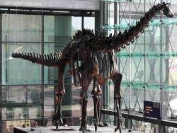 Squelette de diplodocus du Muséum d'histoire naturelle de Berlin