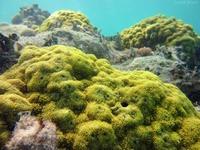 Vue de la Grande barrière de corail (Australie)