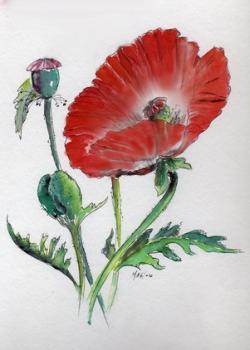 Coquelicot
