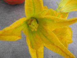 fleur femelle de courgette