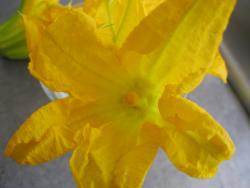 fleur mâle de courgette