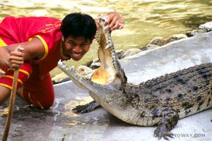 TDM96_0176-gueule-crocodile.jpg