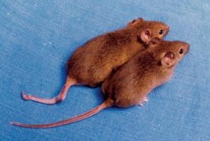 Souris clonées.