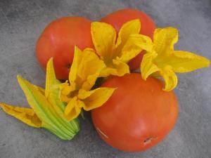 tomates et fleurs de courgettes 