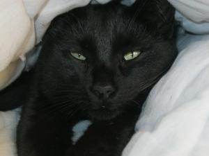 minou