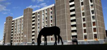 Crédits photo: Cathal McNaughton / Reuters (un cheval sur un terrain de jeux d'une cité de Dublin Nord) Crédits photo: Cathal McNaughton / Reuters (un cheval sur un terrain de jeux d'une cité de Dublin Nord)