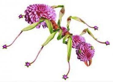 fourmi-fleur fourmi-fleur