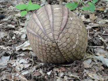 Le «tatu-bola» ou tatou à trois bandes, quand il se roule en boule pour se protéger d'attaques. Le «tatu-bola» ou tatou à trois bandes, quand il se roule en boule pour se protéger d'attaques.