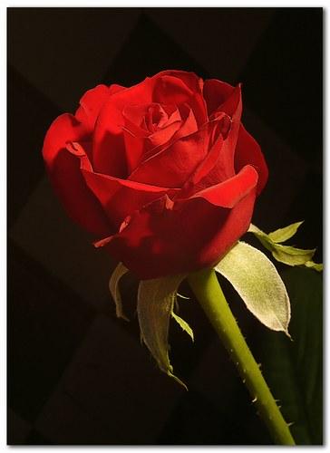 RoseForNeda.jpg