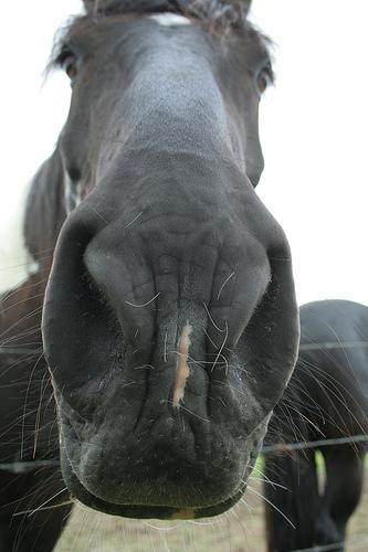 cheval.jpg