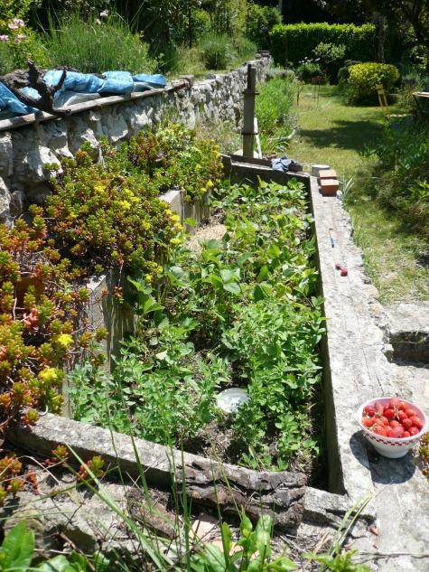 bac à fraises