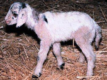 Chimère chèvre/mouton, obtenue en laboratoire par la fusion de deux cellules oeufs.