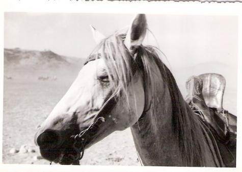 cheval barbe.jpg