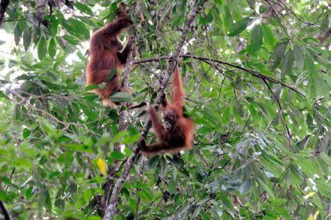 Orangs-outangs à Gunung leuser (Sumatra)