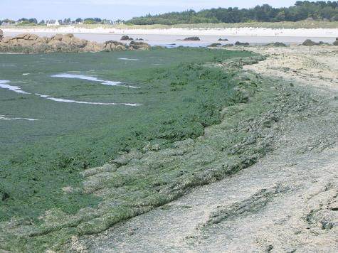 Algues vertes Ulva armoricana dans le Finistère