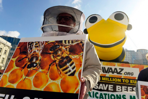Une campagne de l&#039;ONG Avaaz a récolté plus de deux millions de signatures pour « sauver nos abeilles ». ©Avaaz