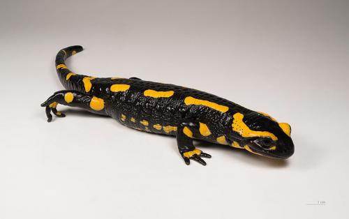 Salamandre tachetée (Museum de Toulouse) Salamandre tachetée (Museum de Toulouse)
