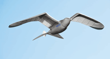 Smartbird, le goéland bionique