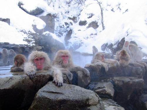 Macaques japonais à Nagano
