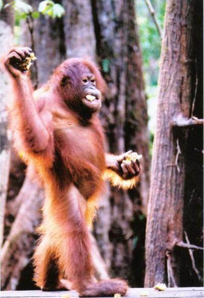 Jeune orang-outang au parc national de Tanjung Puting (Borneo)