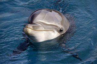 Un des dauphins de Planète Sauvage