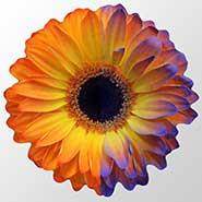 Champ électrique d'une fleur révélé par une peinture chargée Champ électrique d'une fleur révélé par une peinture chargée