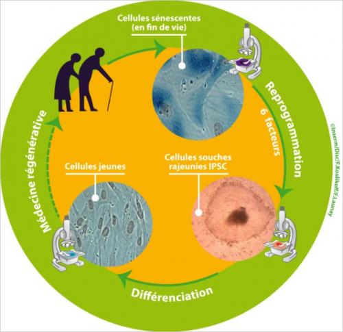 Schéma de la reprogrammation des cellules sénescentes