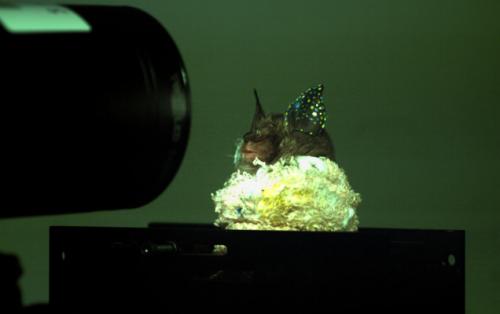 Oreille de chauve-souris marquée pour le suivi des déformations Oreille de chauve-souris marquée pour le suivi des déformations