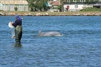 Pêcheur et dauphin à Laguna