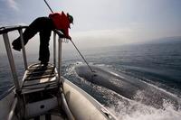 Placement de puces-ventouse sur le dos d'une baleine Placement de puces-ventouse sur le dos d'une baleine