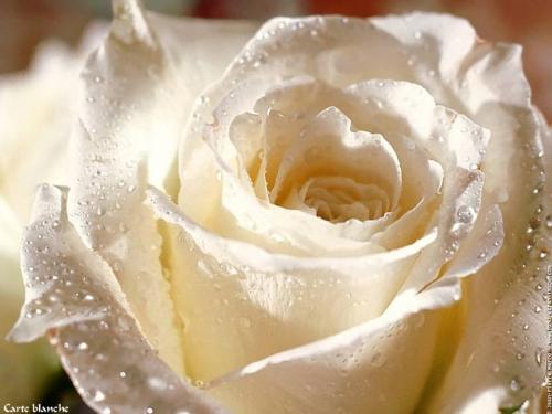 Rose blanche, symbole de pureté