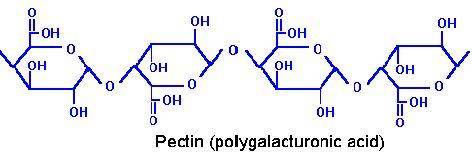 Pectine