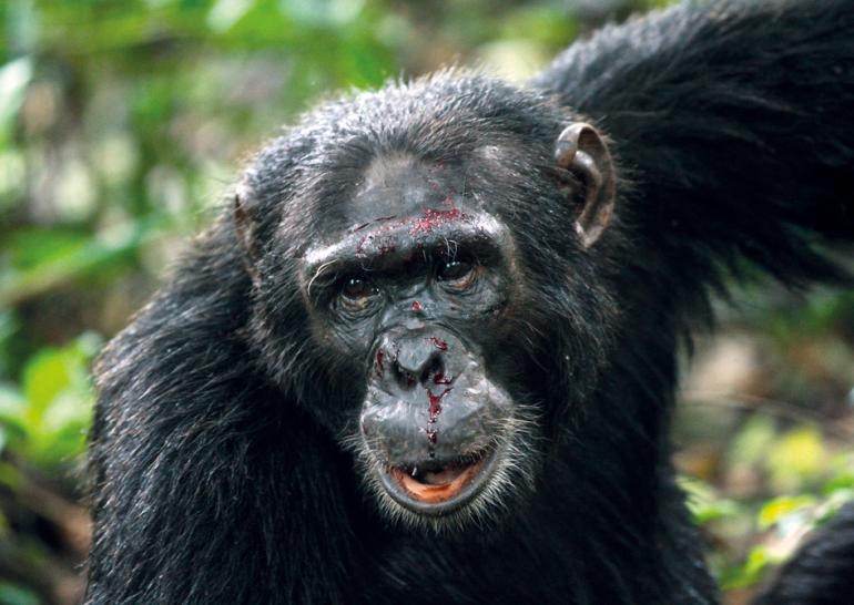 Chimpanzé lutteur