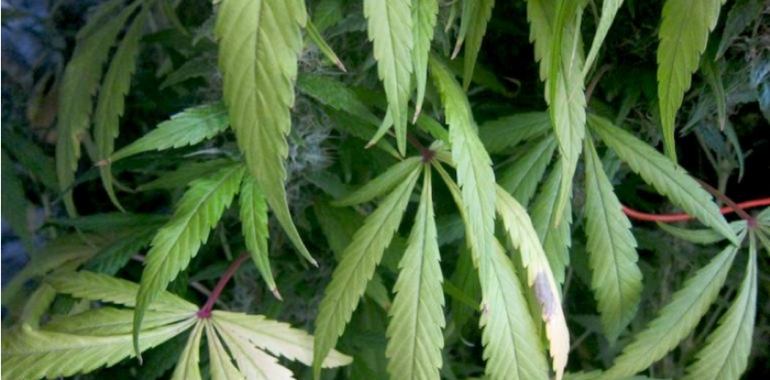 Culture de cannabis «indoor» chez un particulier. Culture de cannabis «indoor» chez un particulier.