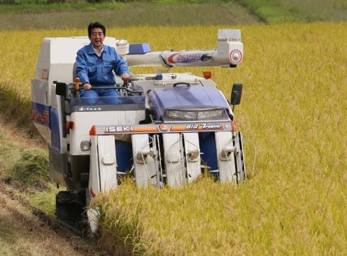 Le premier ministre Shinzo Abe participe à une récolte de riz dans la province de Fukushima, en septembre 2014.