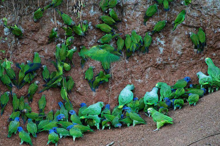 Les perroquets géophages du parc Yasuni en Équateur