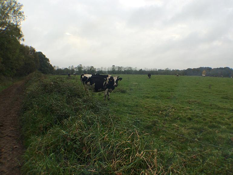 Vaches bretonnes © CG